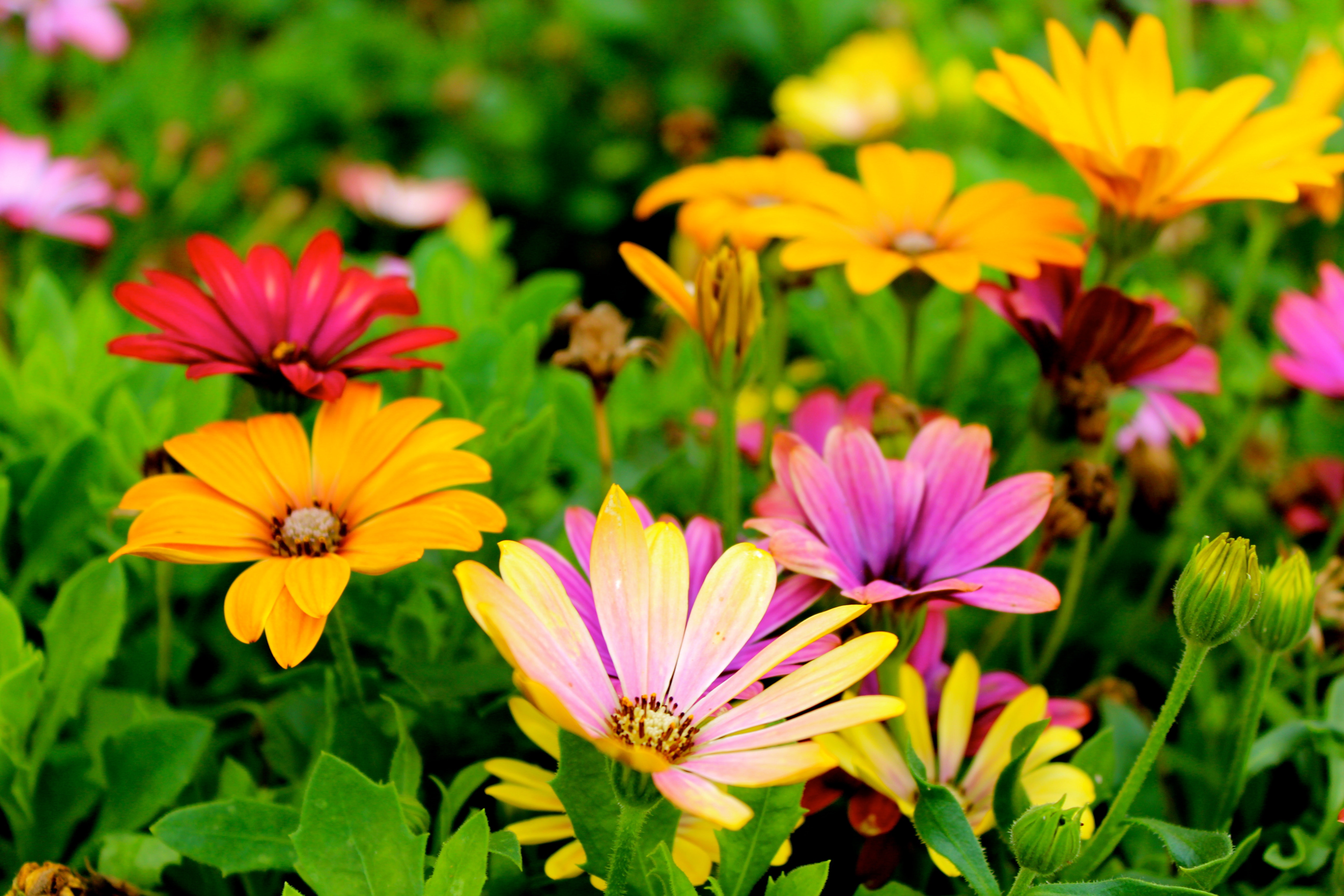 Blume